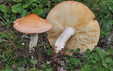 Collybia fodiens
