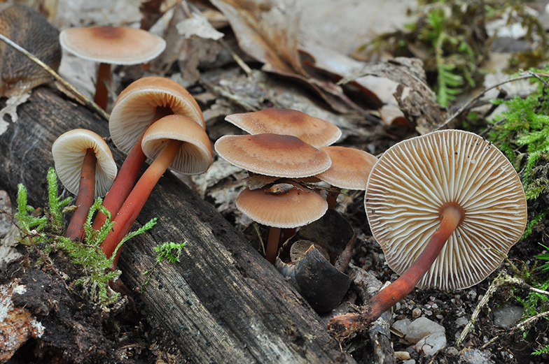 Collybia kuehneriana