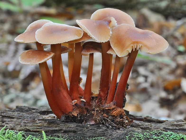 Collybia kuehneriana