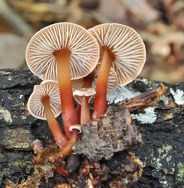 Collybia kuehneriana