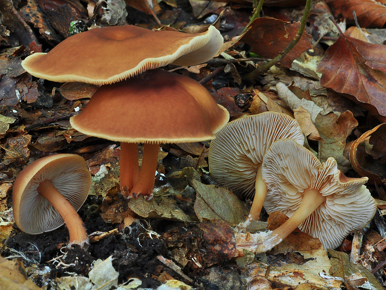 Collybia ocior