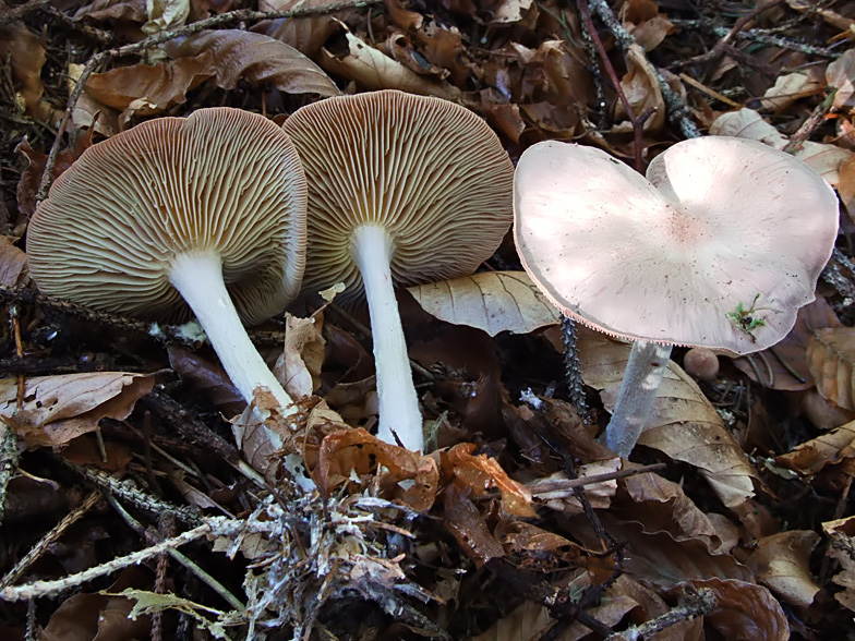 Collybia peronata