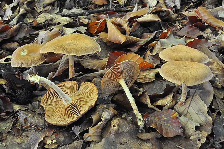 Collybia peronata