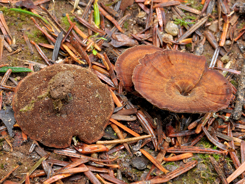 Coltricia perennis