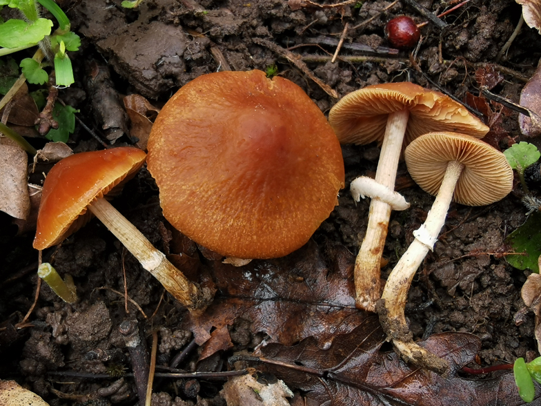 Conocybe aporos