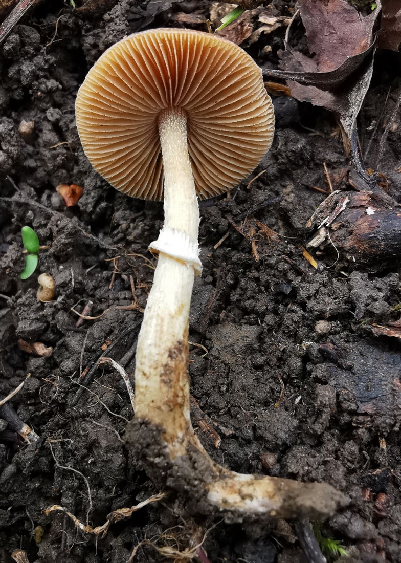 Conocybe aporos