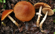 Conocybe aporos