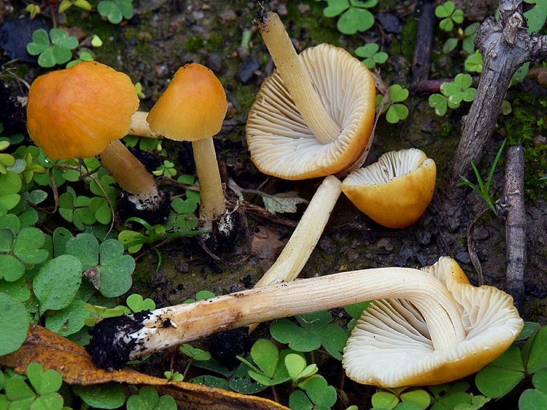 Conocybe aurea