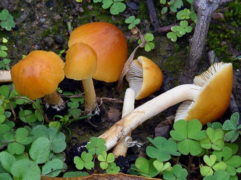 Conocybe aurea