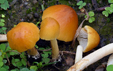 Conocybe aurea