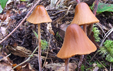 Conocybe pubescens