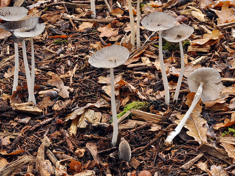 Coprinopsis lagopus