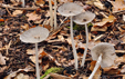 Coprinopsis lagopus