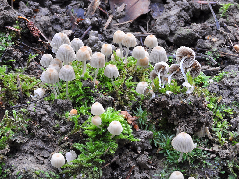 Coprinus disseminatus