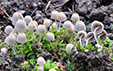 Coprinus disseminatus