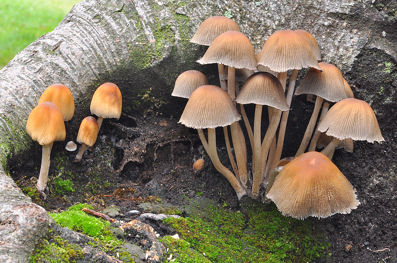 Coprinus micaceus