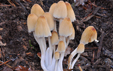 Coprinus micaceus