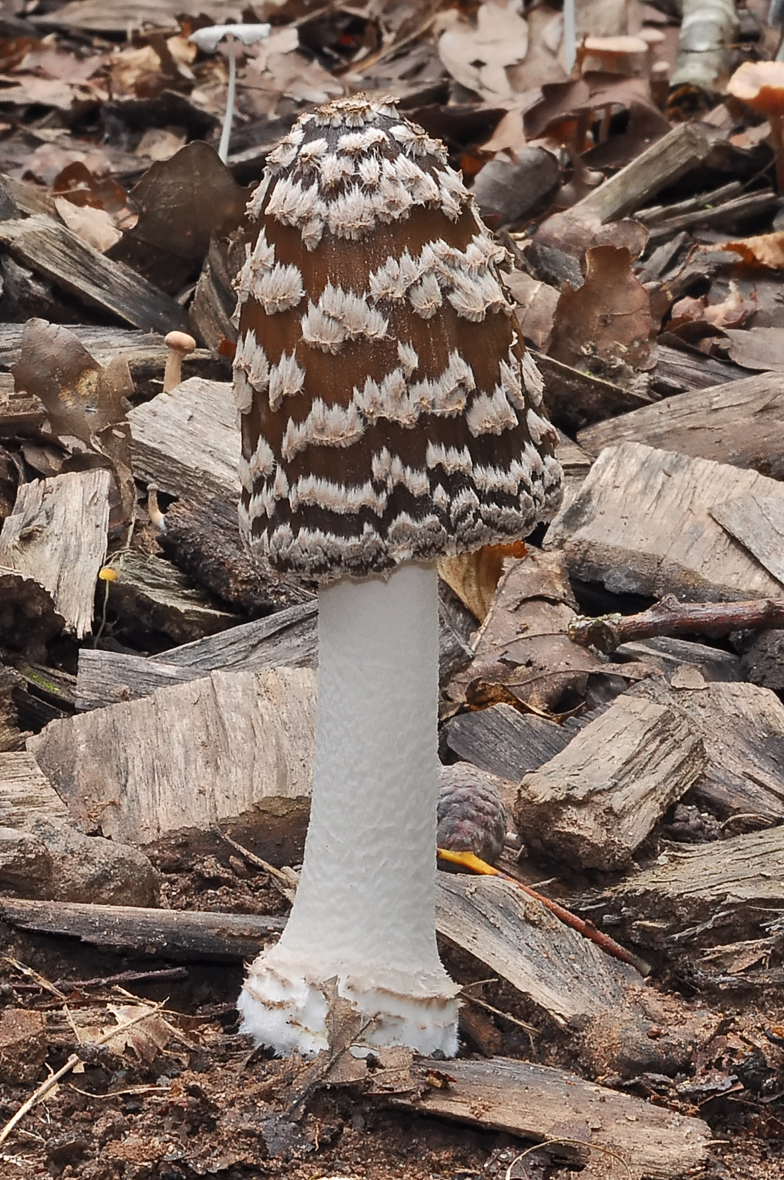 Coprinus picaceus