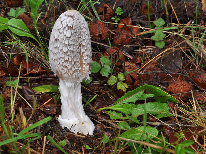 Coprinus picaceus