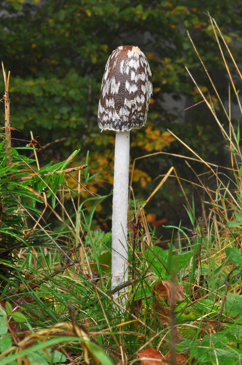 Coprinus picaceus