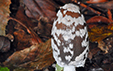 Coprinus picaceus