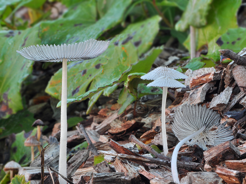 Coprinus plicatilis