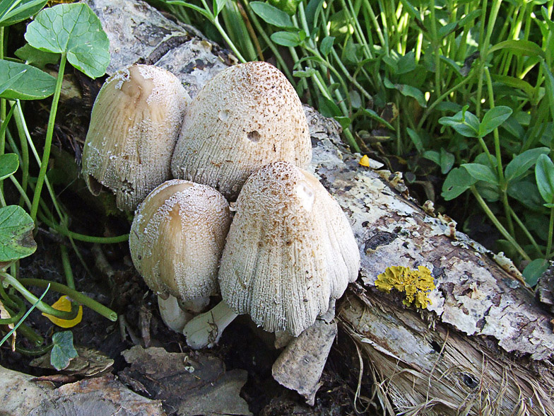 Coprinus strossmayeri