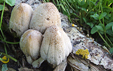 Coprinus strossmayeri