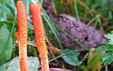 Cordyceps militaris