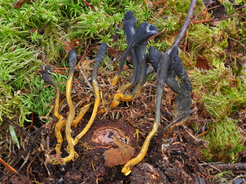 Cordyceps ophioglossoides