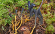 Cordyceps ophioglossoides