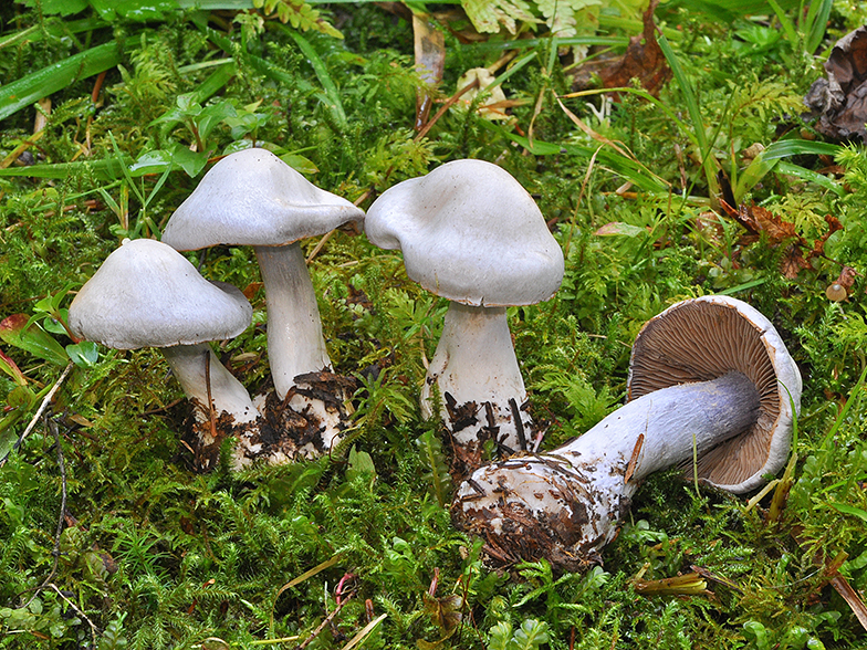 Cortinarius alboviolaceus