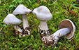 Cortinarius alboviolaceus