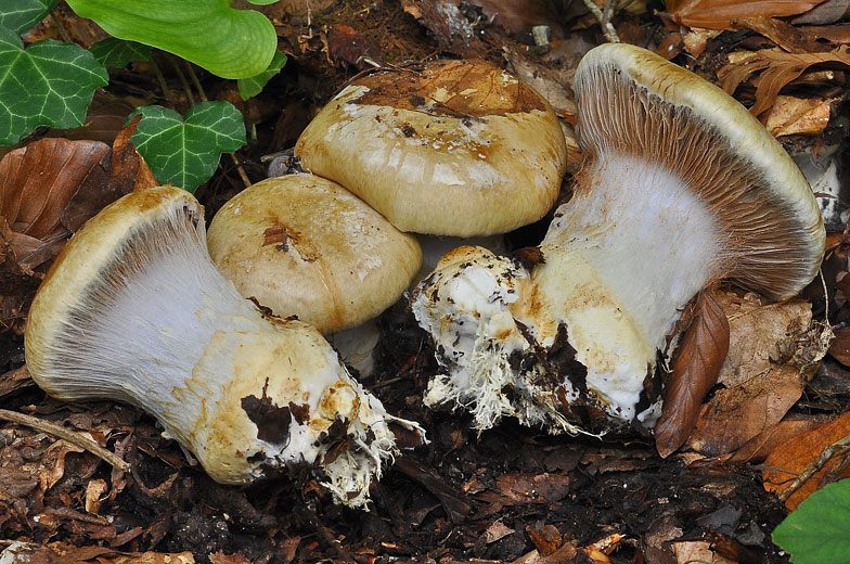 Cortinarius amoenolens