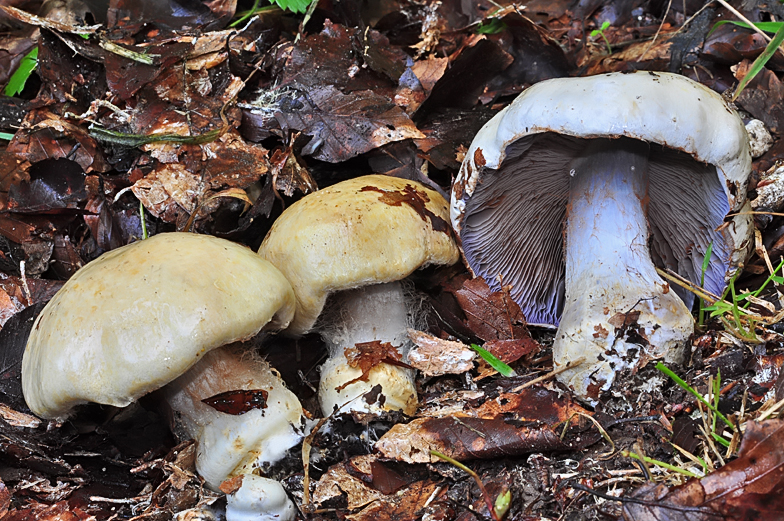 Cortinarius amoenolens