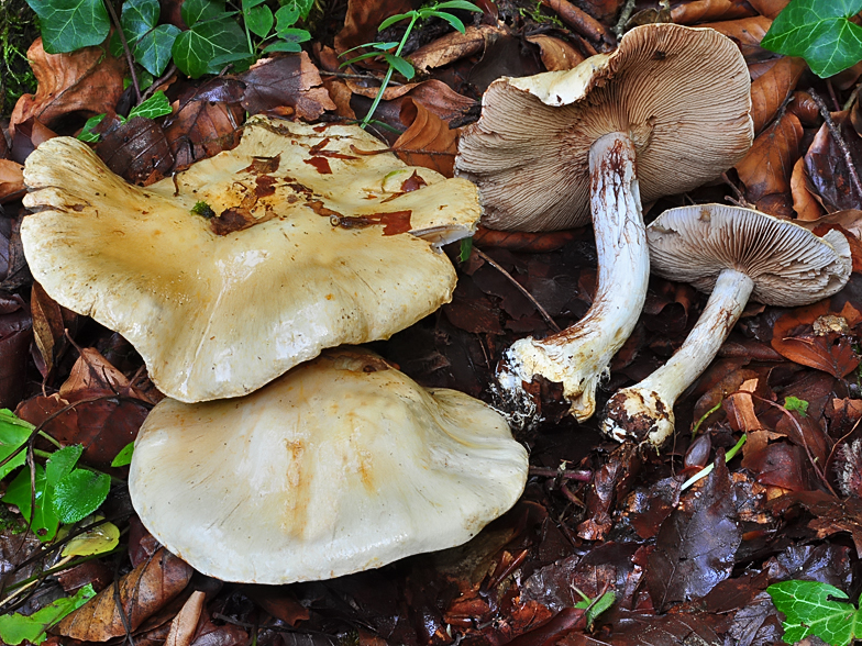 Cortinarius amoenolens