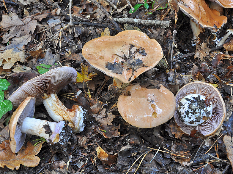 Cortinarius arcuatorum