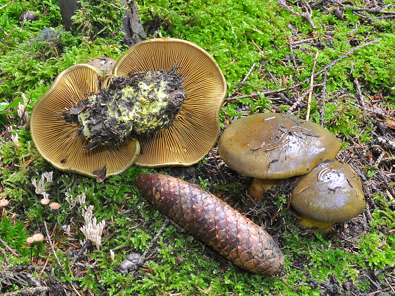 Cortinarius atrovirens