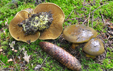 Cortinarius atrovirens