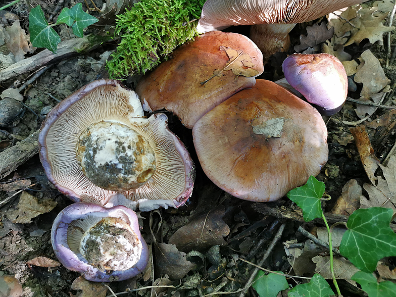 Cortinarius balteatocumatilis