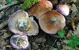 Cortinarius balteatocumatilis