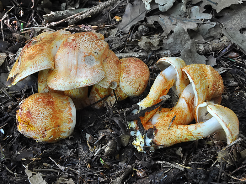 Cortinarius bolaris