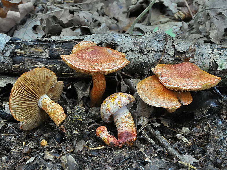 Cortinarius bolaris