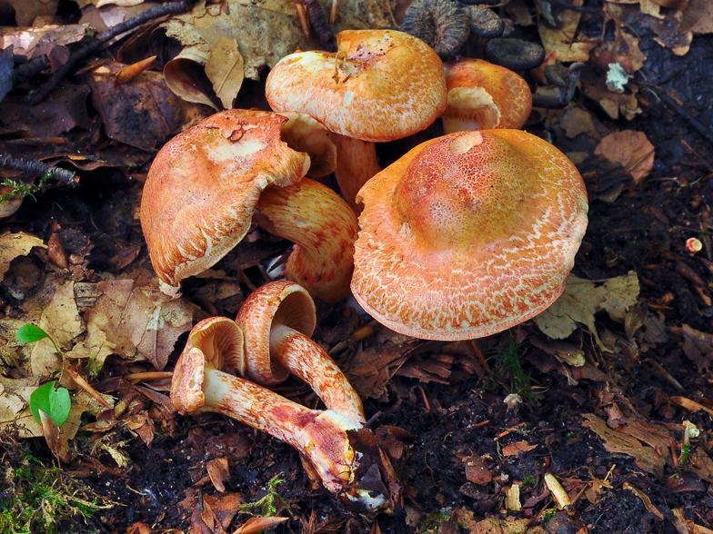 Cortinarius bolaris