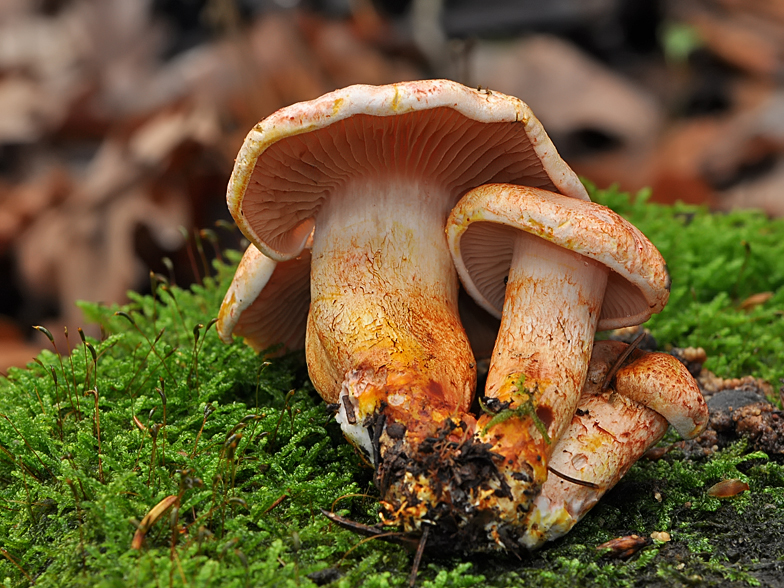 Cortinarius bolaris