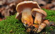 Cortinarius bolaris