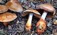 Cortinarius bulliardii