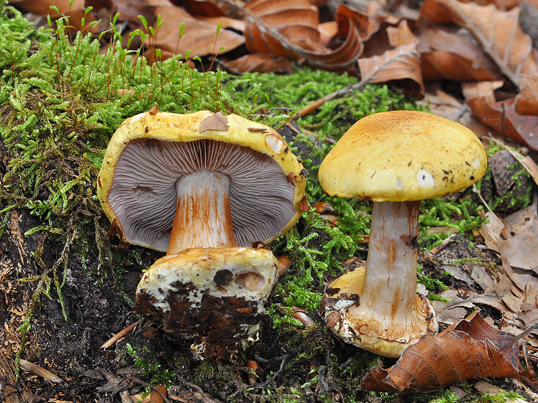 Cortinarius calochrous