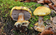 Cortinarius calochrous