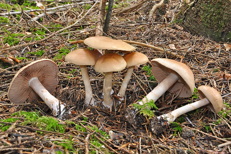 Cortinarius caninus